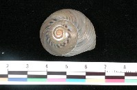 藏品(大䗉螺)的圖片